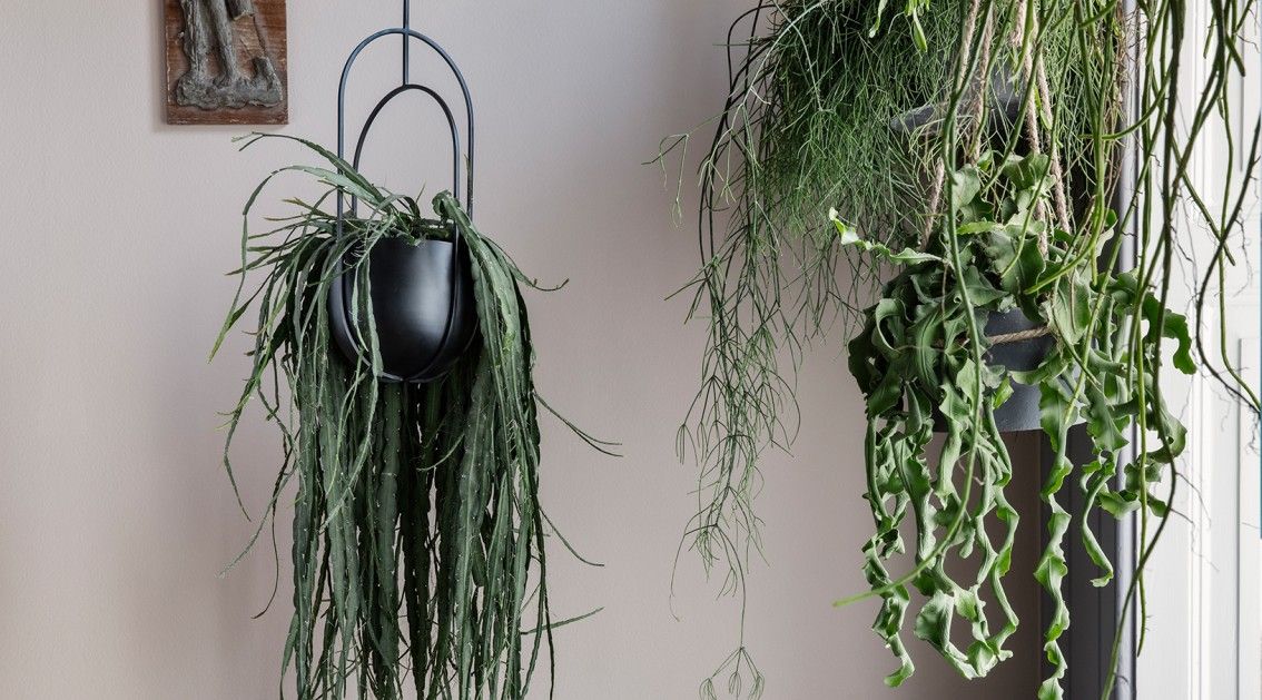 7 consejos para decorar tu hogar con plantas artificiales