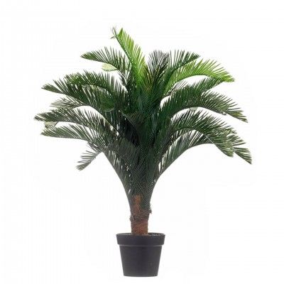 CYCAS PLANT